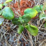 Eriogonum parvifolium Hábito