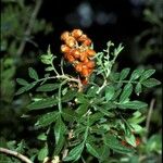 Rhus microphylla Frukto