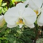 Phalaenopsis amabilis Flors