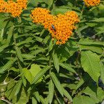 Asclepias tuberosaBlad