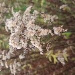 Solidago giganteaഫലം