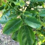 Pongamia pinnata Folha