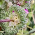 Lamium amplexicaule Leaf