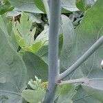 Romneya coulteri Kabuk