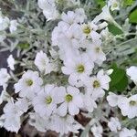 Cerastium tomentosum Квітка