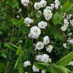 Prunus glandulosa Floro