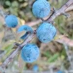 Prunus spinosa Фрукт