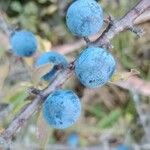 Prunus spinosa Fruit