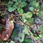 Lysimachia congestiflora Leaf