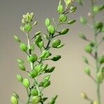 Lepidium ruderale Fruit