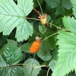 Rubus spectabilis Hedelmä