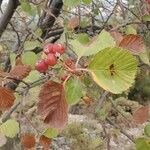 Sorbus aria Fulla