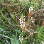 Erica multifloraFlower