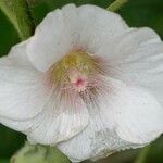 Alcea biennis Flower