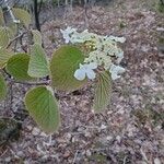 Viburnum lantanoides Leaf