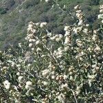 Ceanothus crassifolius Агульны выгляд