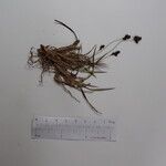 Carex gracilenta Άλλα