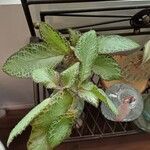 Episcia cupreata Fuelha