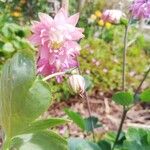 Aquilegia vulgarisപുഷ്പം