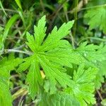 Geranium sibiricum Lehti