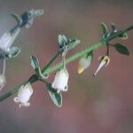 Salpichroa origanifolia Flower