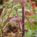 Teucrium botrys പുറംതൊലി