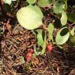 Arctostaphylos patula Habit