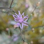 Centaurea paniculataBlüte