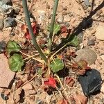 Eriogonum nudum Alkat (teljes növény)