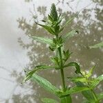 Lythrum salicaria Foglia