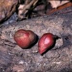 Protium heptaphyllum Fruit