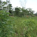 Pericopsis elata Habitat