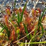 Drosera anglica Folio