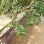 Vachellia seyal Leaf