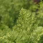 Hymenophyllum tunbrigense Blad