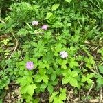 Geranium nodosumFlower