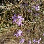 Matthiola sinuata Blodyn