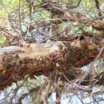 Searsia lancea Rinde