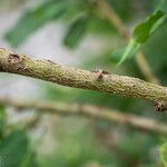 Salix appendiculata Corteccia