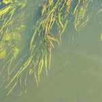 Vallisneria spiralis Likasa