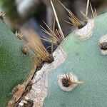 Opuntia aciculata Folio