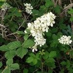 Rubus canescens 花