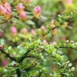 Rhododendron indicum Листок