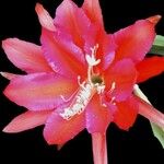 Epiphyllum oxypetalum Çiçek