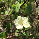 Ipomoea obscura Λουλούδι