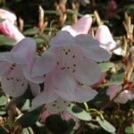 Rhododendron williamsianum Цвят