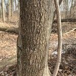 Ostrya virginiana Bark