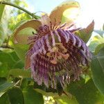 Passiflora laurifolia Цвят