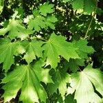 Acer platanoides Ліст