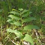 Polygonatum multiflorumبرگ